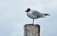 Black-headed gull (Chroicocephalus ridibundus)